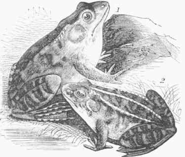 Frog 700186