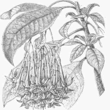 Fuchsia corymbiflora.