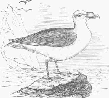 Fulmar (Procellaria glacialis).
