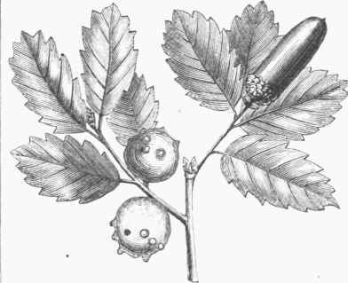 Galls on the Quercus infectoria.