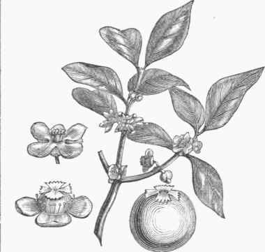 Gamboge Tree (Hebradendron cambogioides).