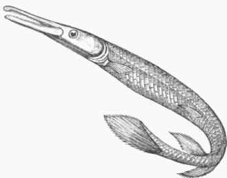 Gar Fish, br Gar Pike (Lepidosteus osseus).
