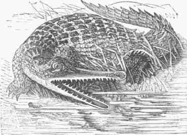 Gavial or Gangetic Crocodile.