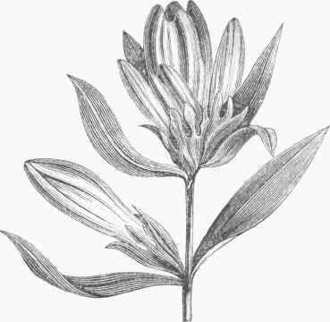 Gentiana Andrevvsii.