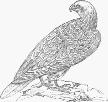 Gerfalcon (Falco gyrfalco).