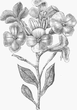 Gilliflower (Mathiola incana).