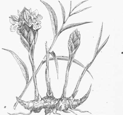 Ginger (Zingiber officinale).