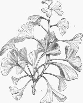 Gingko (Salisburia adiantifolia).
