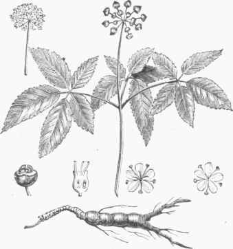 Ginseng (Aralia quinquefolia).