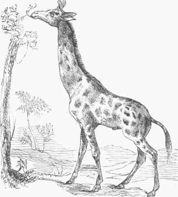 Giraffe (Giraffa camelopardalis).
