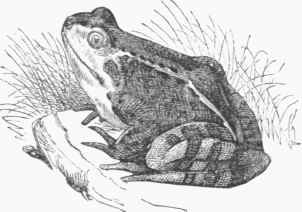 Green Frog (Rana esculenta).