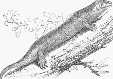 Hemidactylus mabouia.