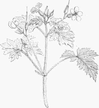 Herb Robert (Geranium Robertianum).