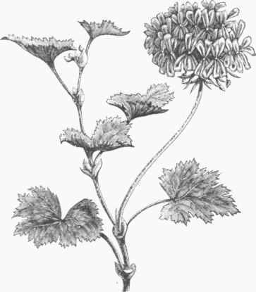 Horseshoe Geranium (Pelargonium zonale).