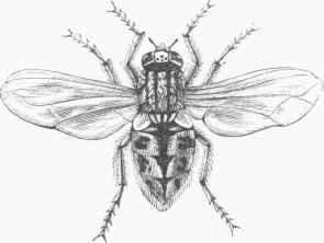 House Fly (Musca domestica), magnified.