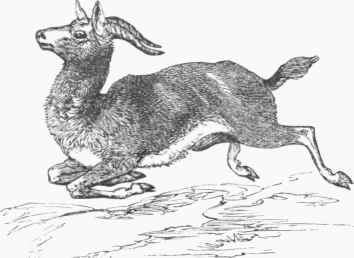 Kevel (Gazella kevella).