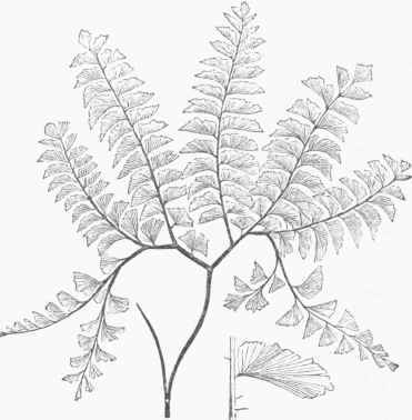 Maiden hair (Adiantum pedatum).