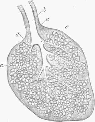 Mucous Glandule, from the Cavity of the Mouth. a. Investment of areolar tissue, b. Excretory duct, c, c. Secreting follicles, d. Branches of the excretory duct.