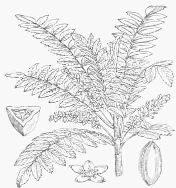 Olibanum (Boswellia serrata).
