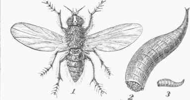 Onion Fly (Anthomyia ceparum). 1. Fly. 2. Larva. 3. Pupa.
