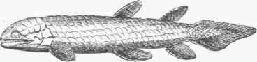 Osteolepis.