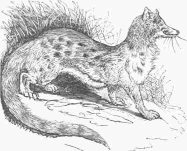 Pale Genet (Genetta Senegalensis).