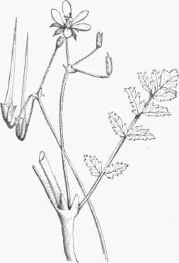 Pin Grass (Erodium cicutarium).