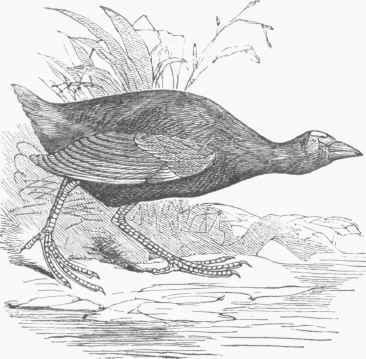 Purple Gallinule (Porphyrio Martinica).