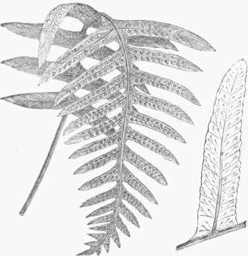 Rock Fern (Polypodium vulgare).