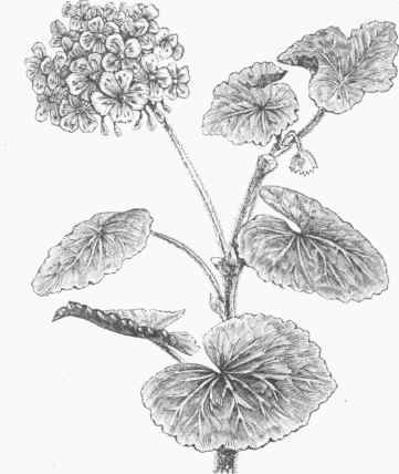 Scarlet Geranium (Pelargonium inquinans).