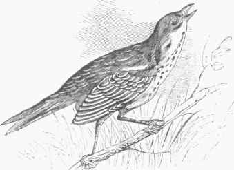 Sharp tailed Finch (Ammodromus caudacutus).