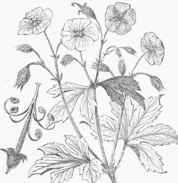 Spotted Cranesbill (Geranium maculatum).