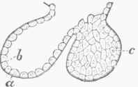 Ultimate Glandular Follicles. a. Membrane of the follicle, b. Layer of epithelium lining the follicle, seen in profile, c. Surface of epithelium cells, lining the whole interior of the follicle.