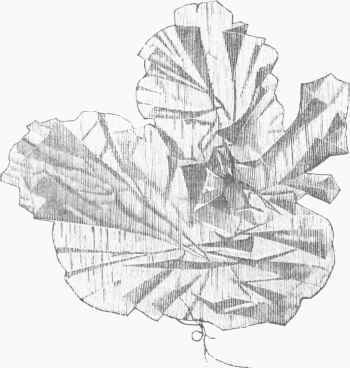 Ulva latissima.