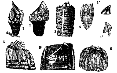 Barnacles.