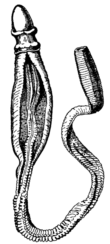 Fig. 1. Ptychodera flava.
