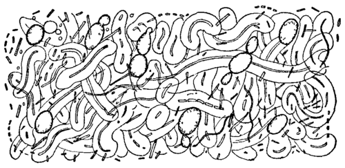 Fig. 19. Ginger beer plant.