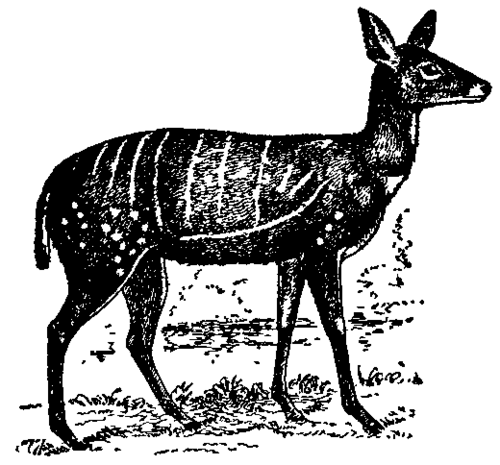 Female Bushbuck.