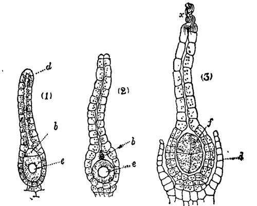 Fig. 1.  Archegonia of Marchantia polymorpha.