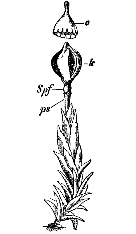 Fig. 14. Andreaea petrophila.