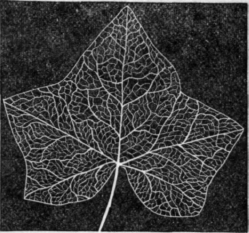 3135 To Copy an Object 30