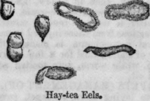 Animalculae 134