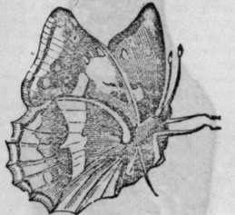 Butterfly Or Papilio 150