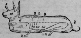 Hare 470