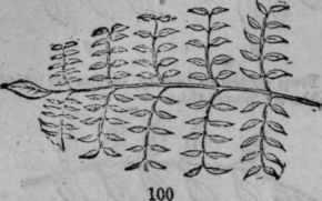 Language Of Flowers 486