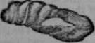 Moth Phalaena 372