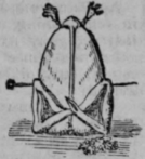 Partridge 469