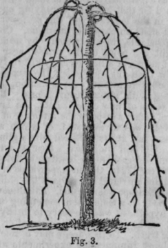 Propagation Of Roses 359