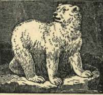 Beaver 19