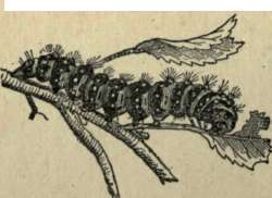 CATERPILLAR.